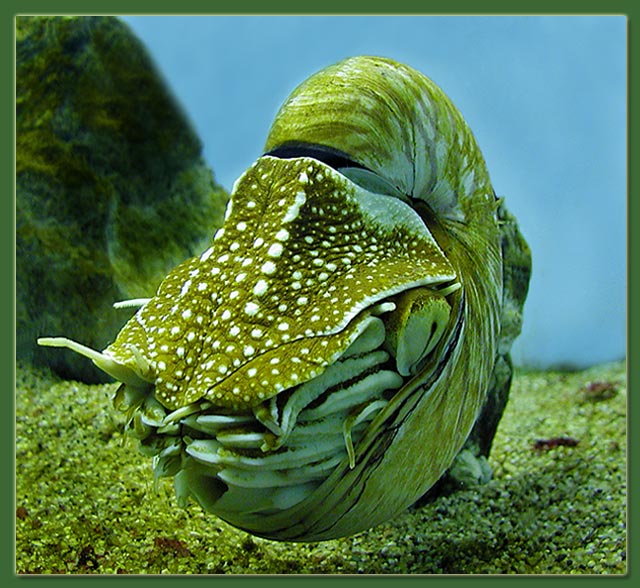 Nautilus Pompilus