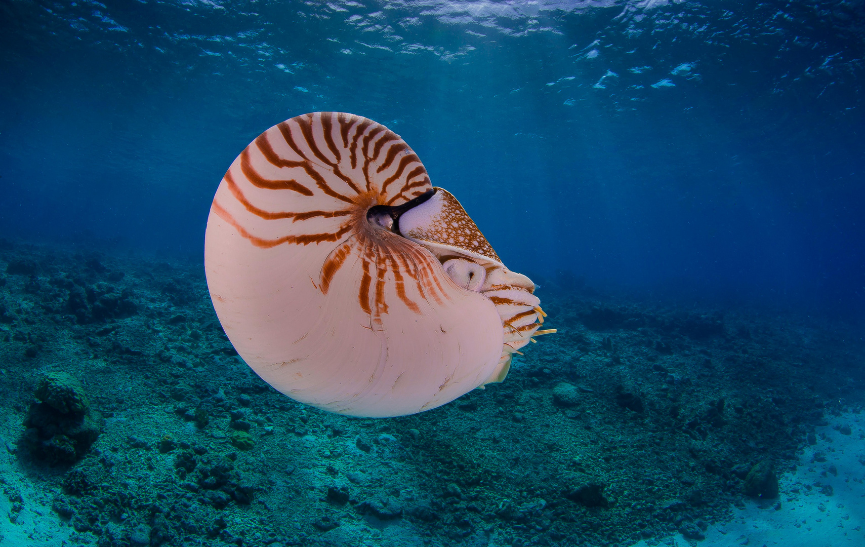 Nautilus reloaded