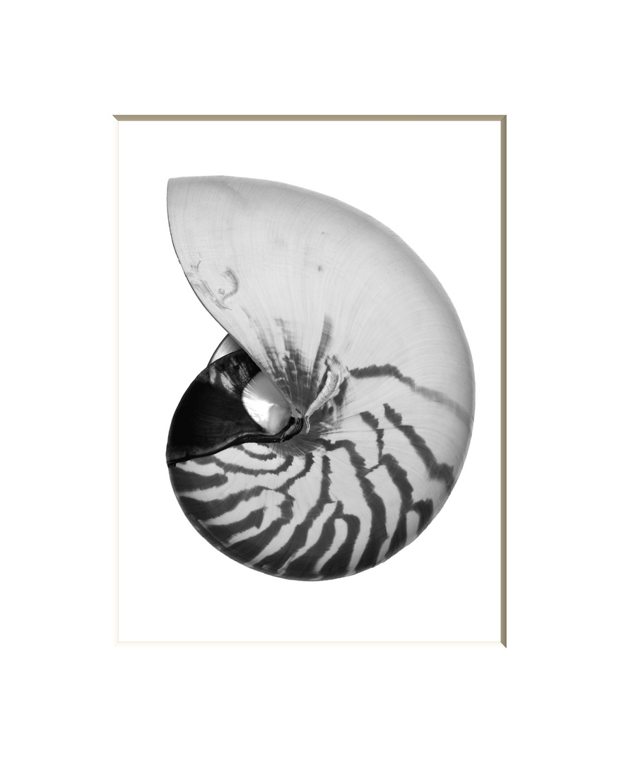 Nautilus Shell #1