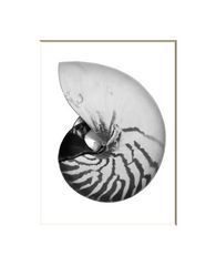 Nautilus Shell #1
