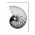 Nautilus Shell #1