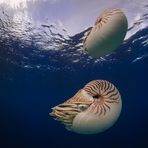 Nautilus x 2