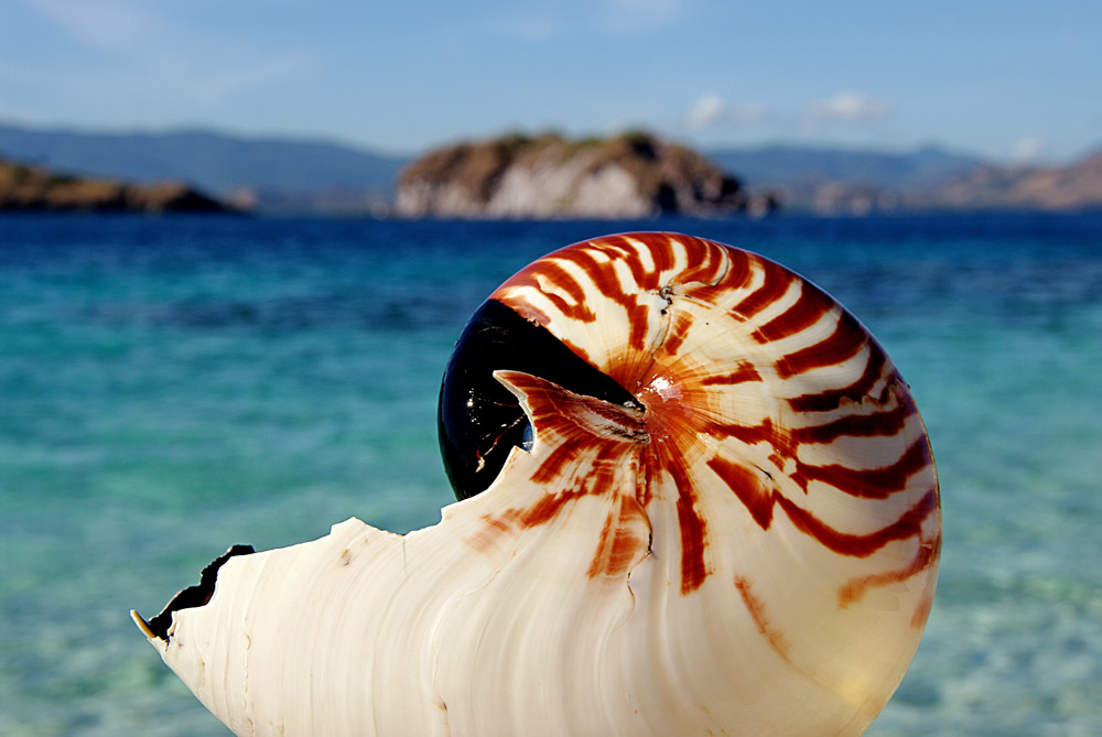 Nautilusschale