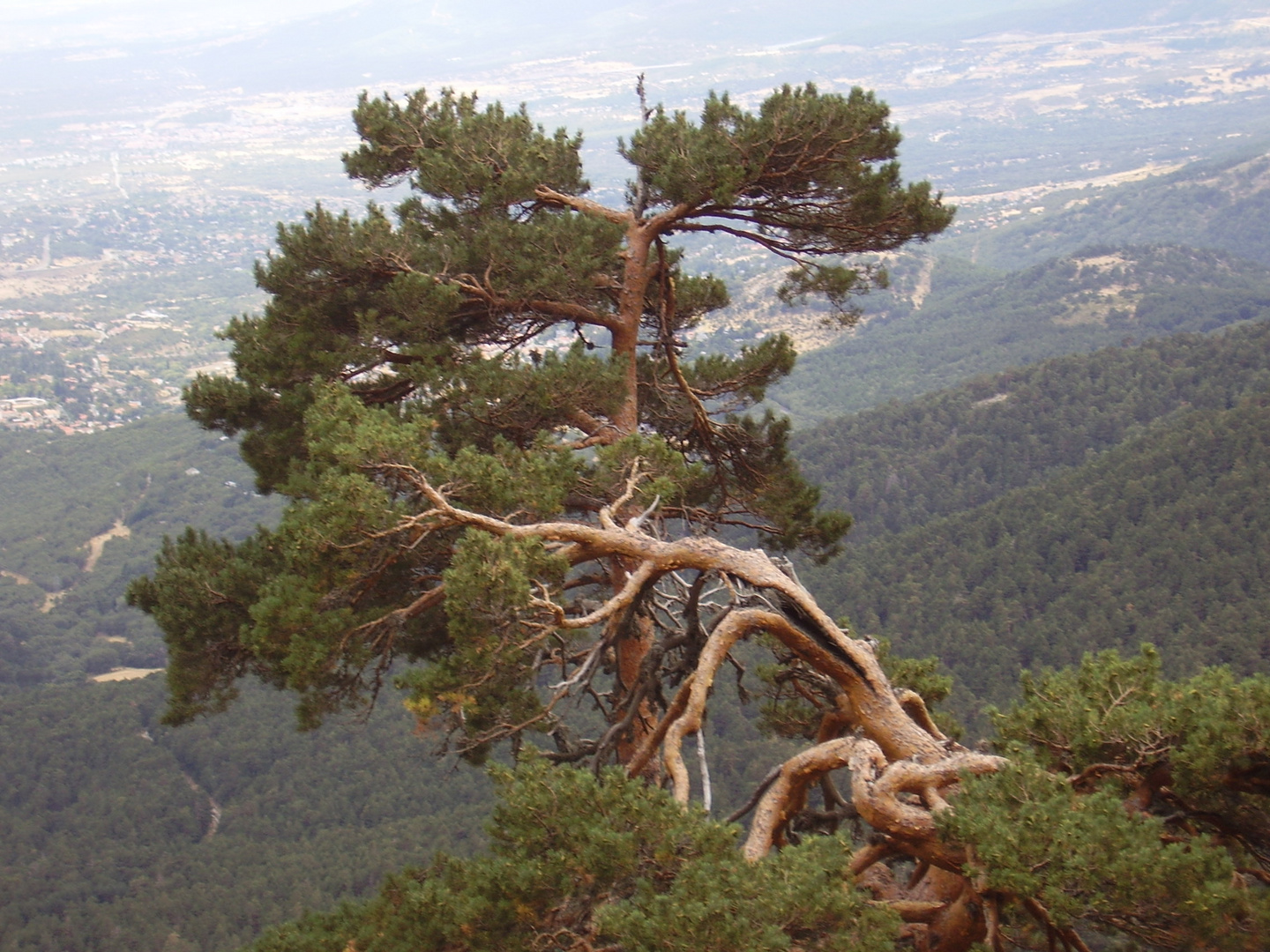 Navacerrada 7 Picos