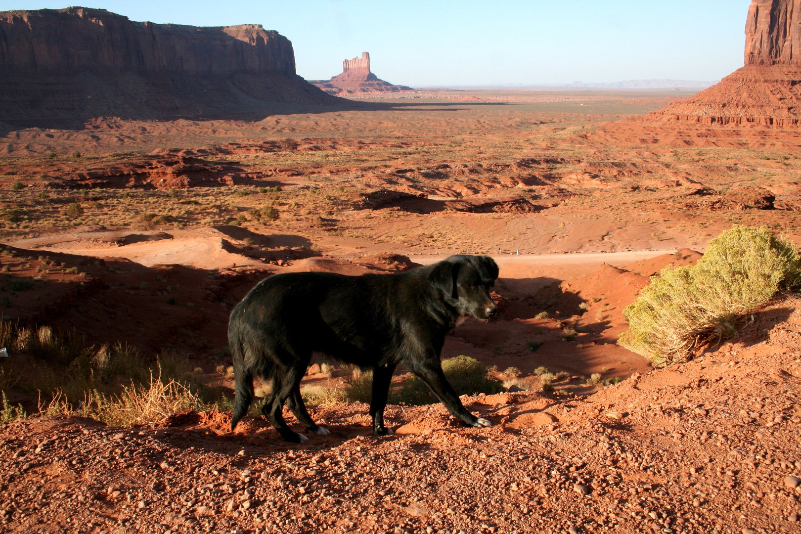 navajo dog