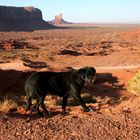 navajo dog