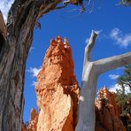 Navajo Loop Wilderness