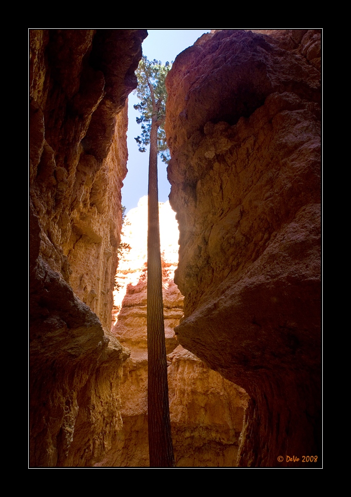 Navajo Trail