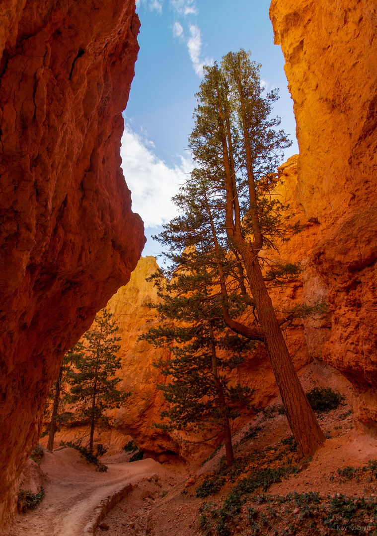 Navajo Trail