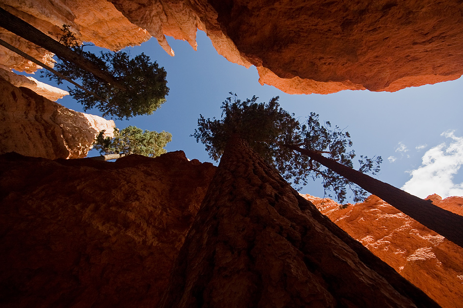 Navajo Trees