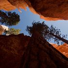 Navajo Trees