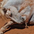 Navajopferd nach langem Ausritt, Monument Valley