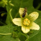 Navet du diable ... Moi je préfère Brione , et le pollen est bon partout !