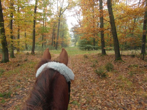 Navigation im Wald