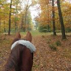 Navigation im Wald