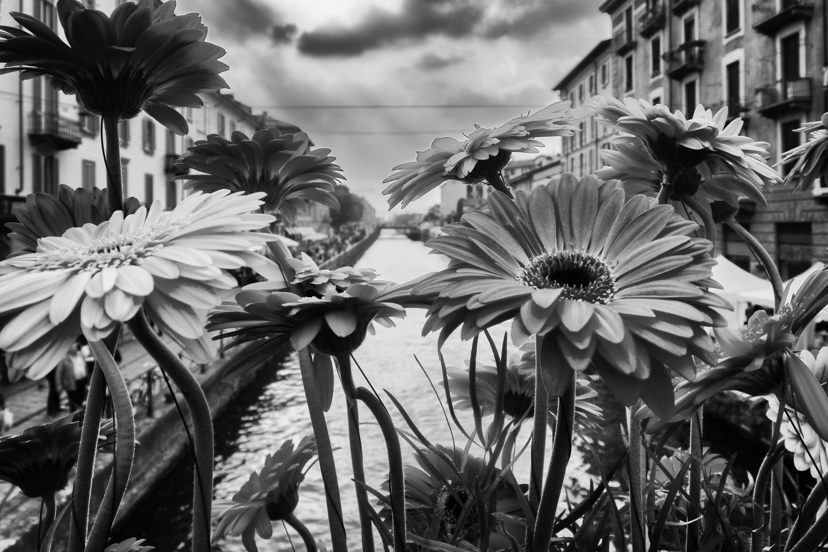 Naviglio in fiore, Milano