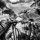 Naviglio in fiore, Milano