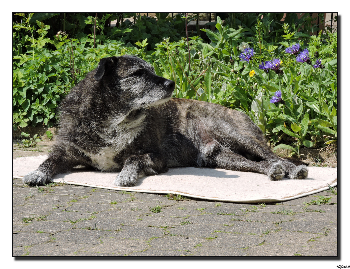 " na,wer kommt denn da ? Da muß ich aufpassen ! "