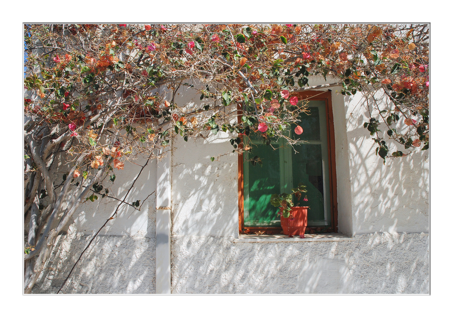 Naxos - Fenster mit Bougainvillea