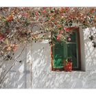 Naxos - Fenster mit Bougainvillea