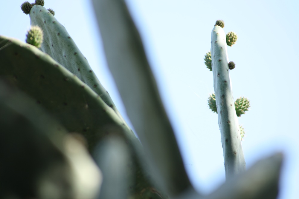 Naxos -Kaktusfeigen