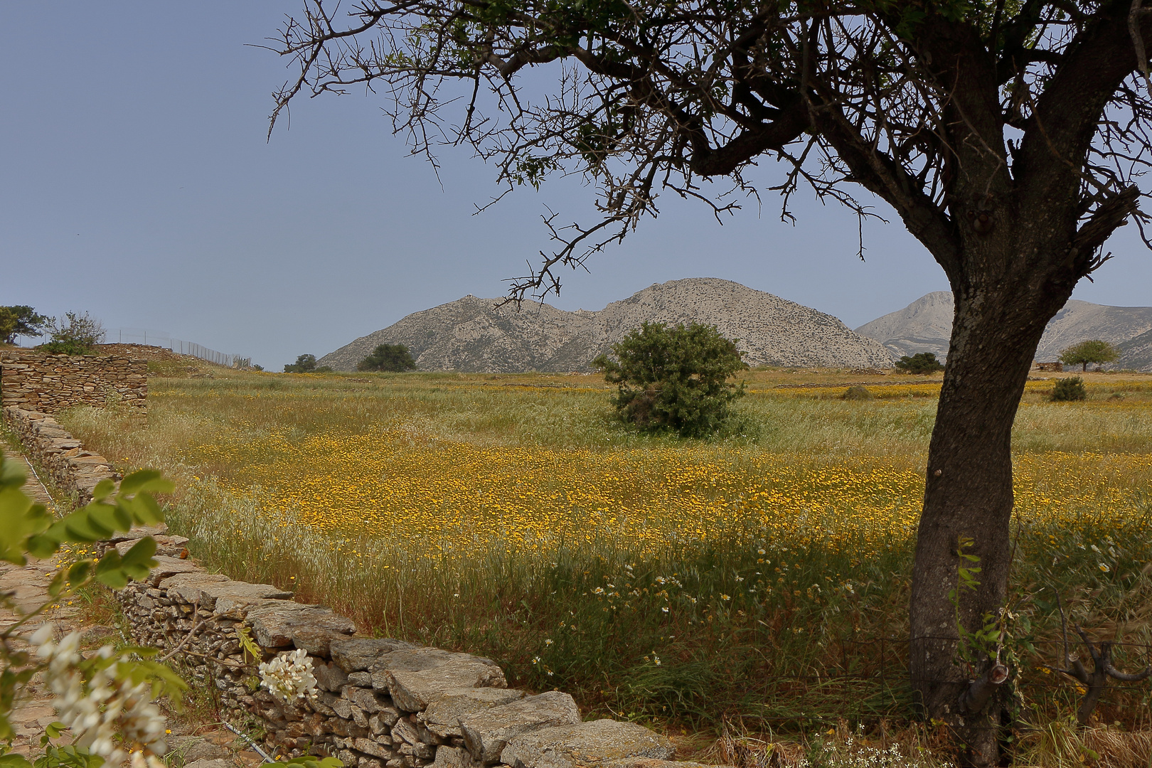 Naxos Sangri Frühlingswiese