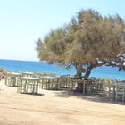 Naxos, Taverna Paradio