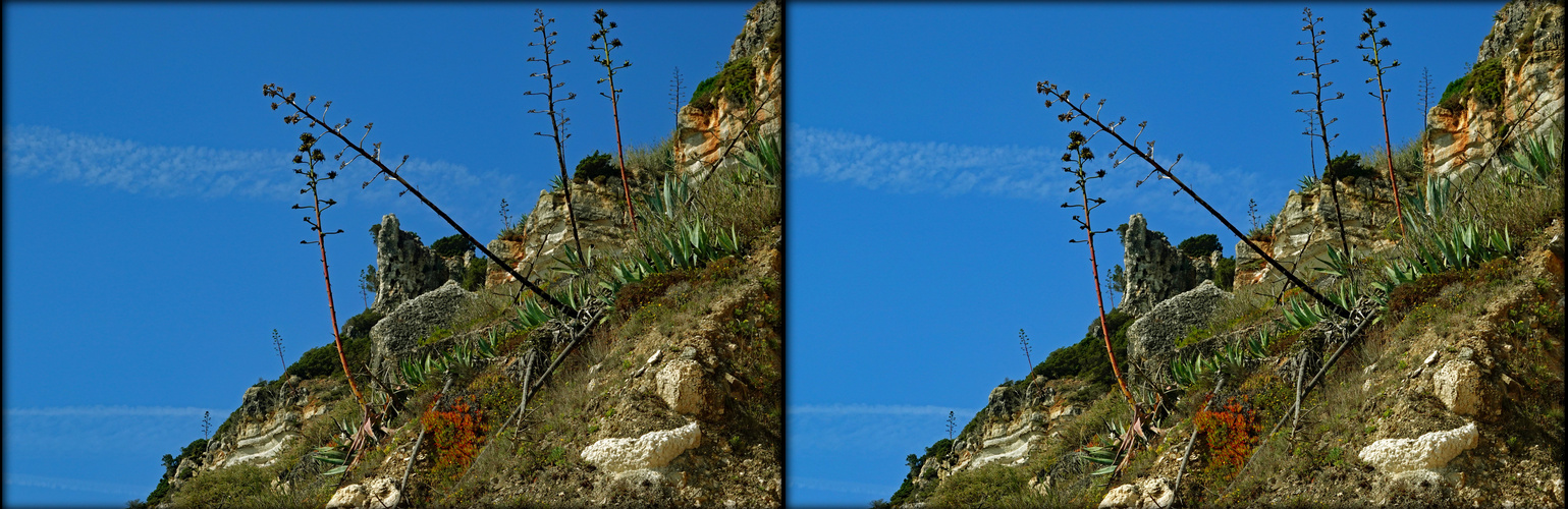 Nazare Felsen Agave von unten (3D-X-View Cha)