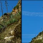 Nazare Felsen Agave von unten (3D-X-View Cha)