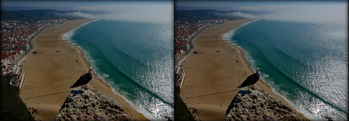 Nazare Möwe über Abgrund (3D-X-View)