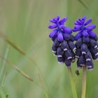 Nazareno (Muscari neglectum)