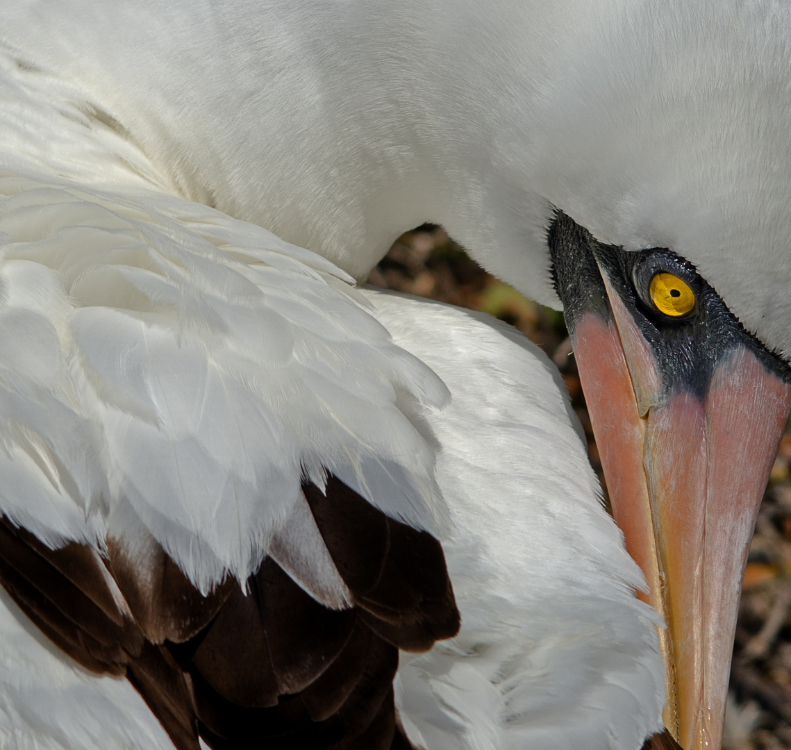 Nazca Booby