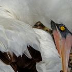 Nazca Booby