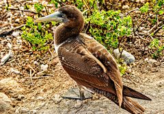 Nazca Booby.                                   DSC_0281-