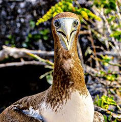 Nazca Booby.                                  DSC_0283-