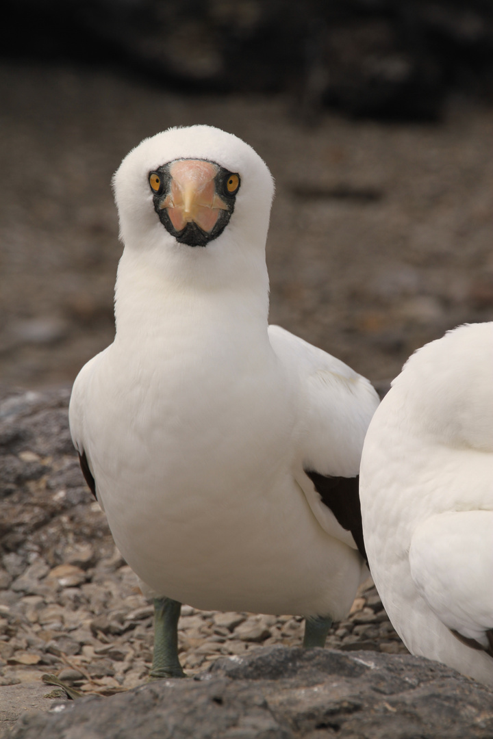 Nazca Booby im Anorak