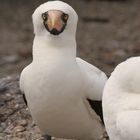 Nazca Booby im Anorak