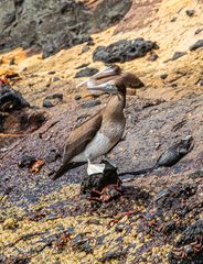 Nazca Booby.         Juv.                  DSC_8433