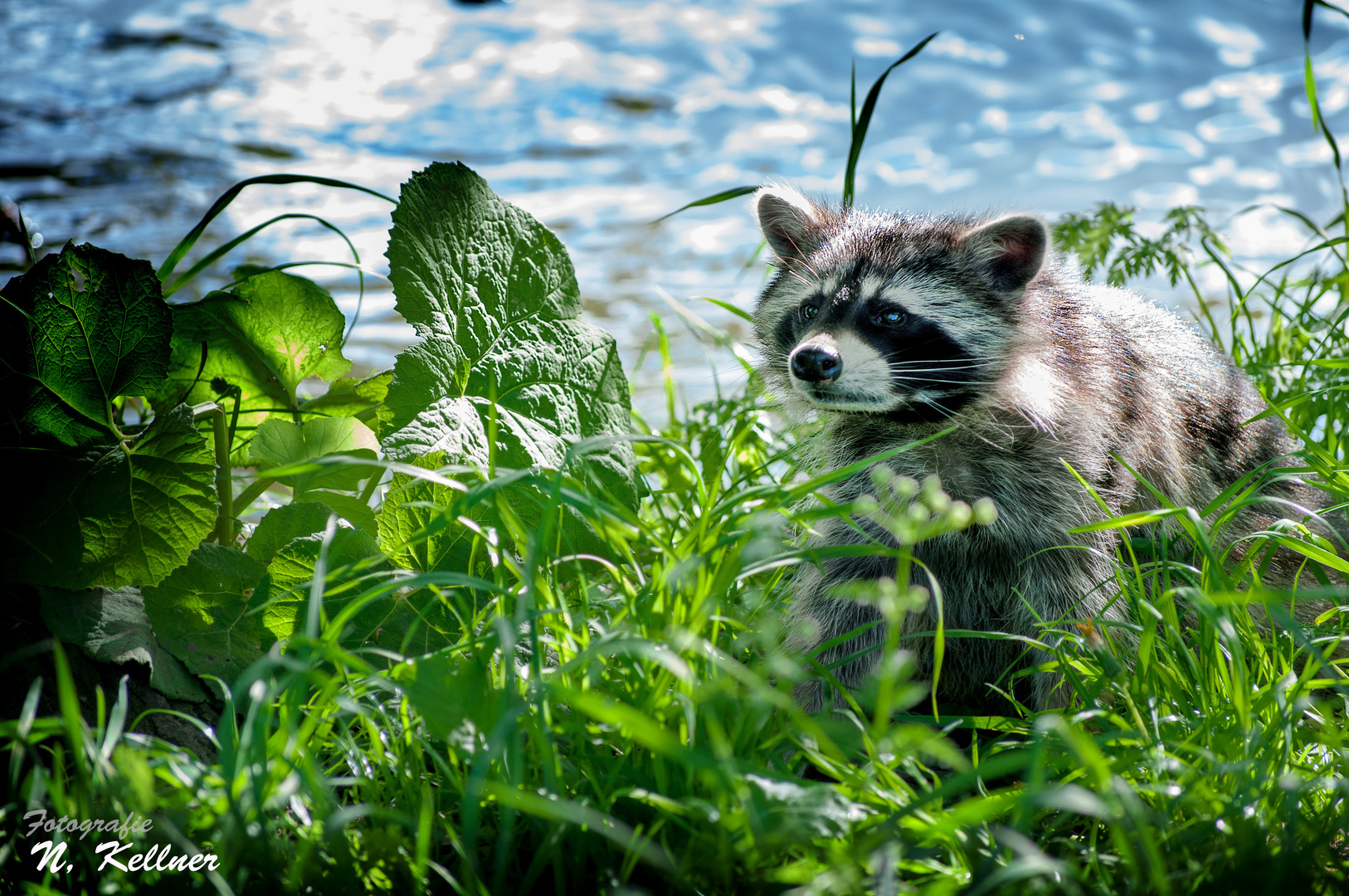 Nazi - Waschbär