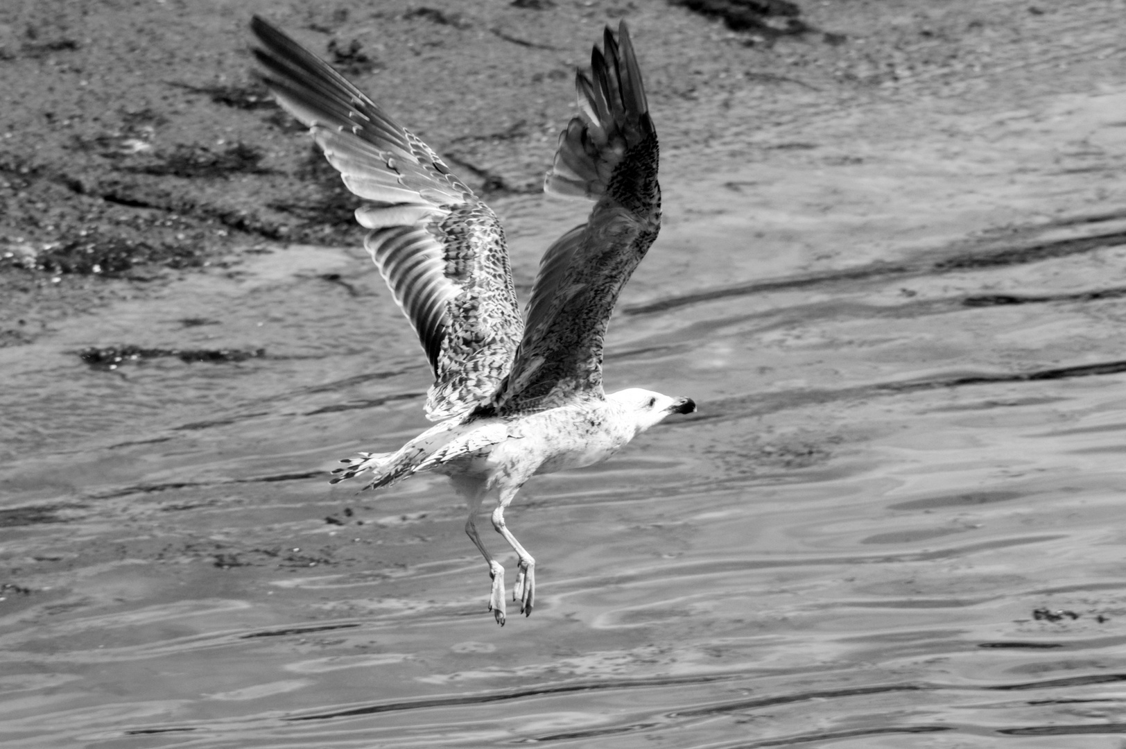 N&B pour une mouette