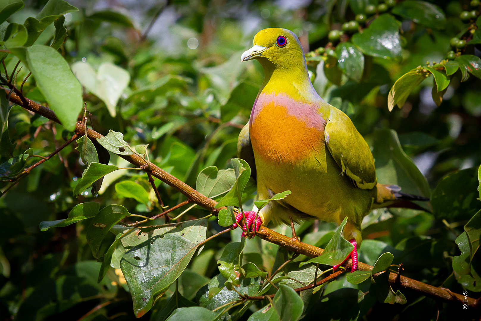 ...n´bunter Vogel...