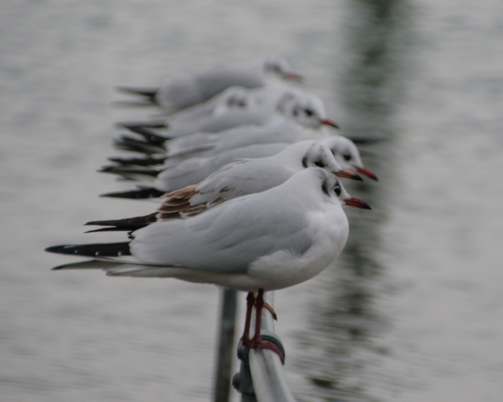 Nchmittagshock am Bodensee