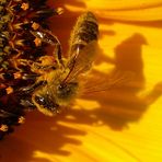 Ncoh ein Bienchen! (auf Sonnenblume)