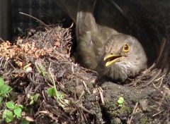 ncube eggs-Incubando sus huevos