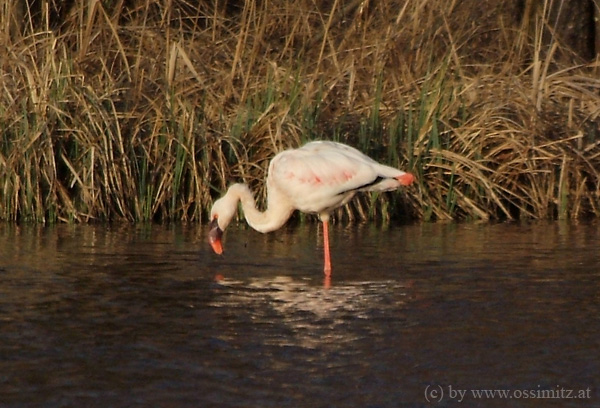 (ND) Flamingo in Kärnten / Österreich / Alpen!!!