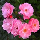 -NDR-Niedersachsen Rose in unserem Garten-