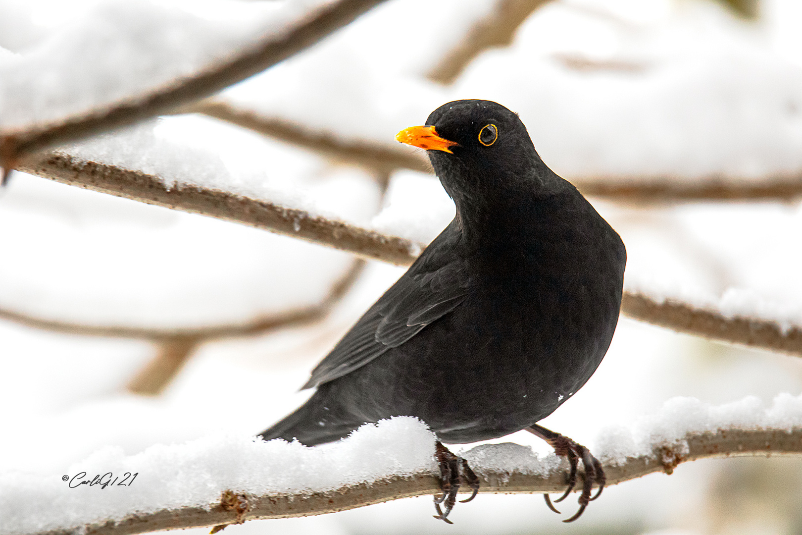 Ne Amsel im Schnee