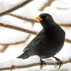 Ne Amsel im Schnee