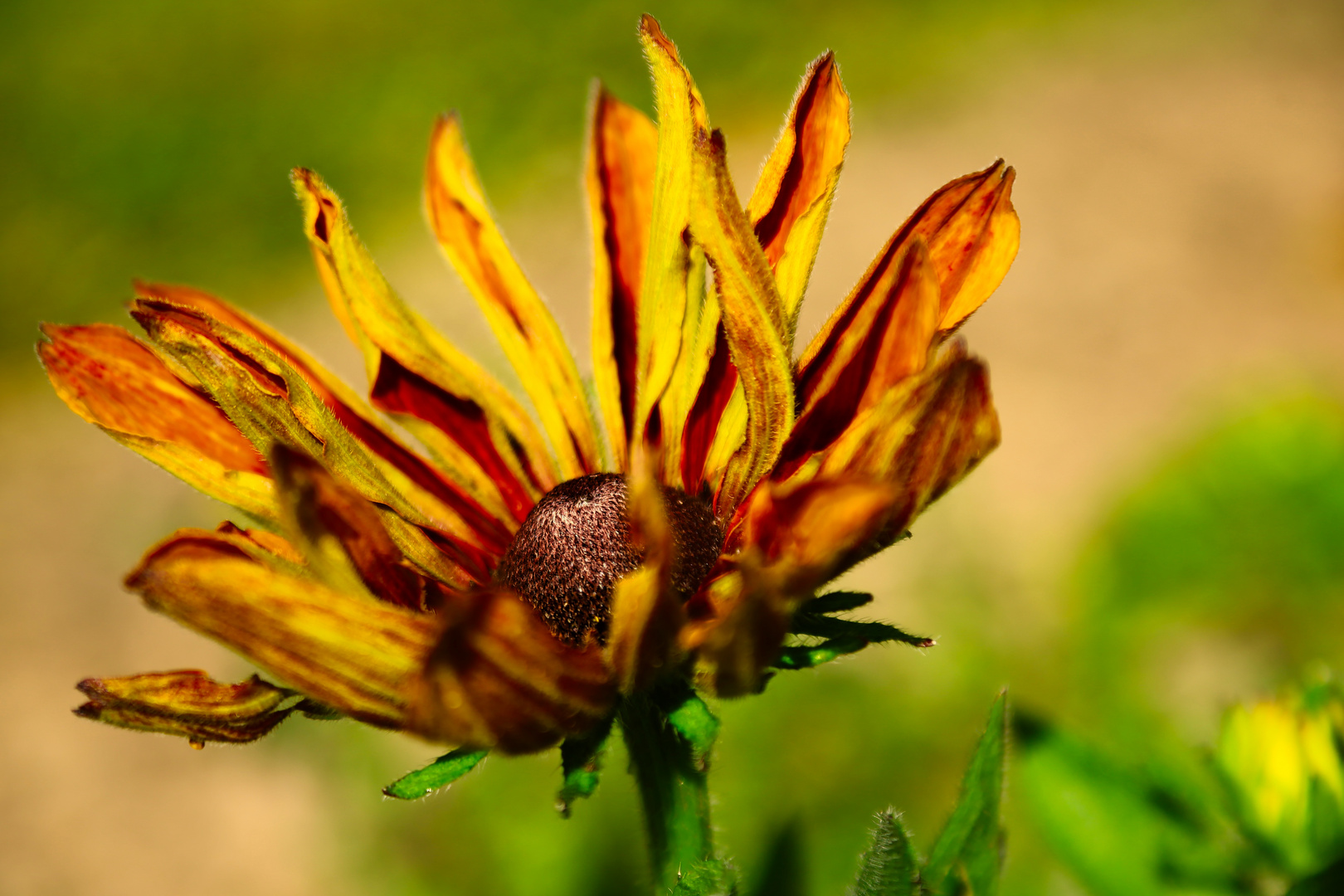 Ne andere Sonnenblume