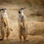 Ne Besuch im Zoo. (Köln)